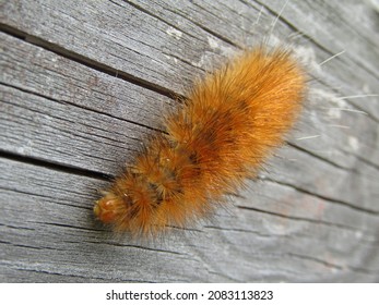 Orange Fuzzy Caterpillar On Wood