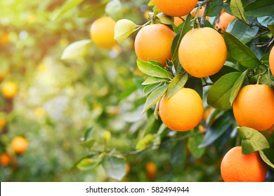 Orange garden - Shutterstock ID 582494944