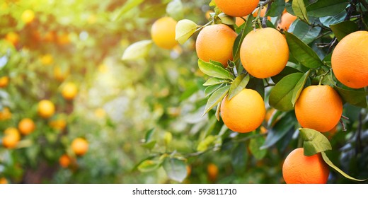 Orange garden - Shutterstock ID 593811710