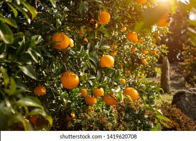 Orange garden from Jeju Island, South Korea. - Shutterstock ID 1419620708