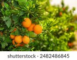 Orange garden with ripe oranges on tree branches. Beautiful orange trees in an orchard. Fruit trees laden with ripe fruits. Juicy citrus fruits ripening in the sun