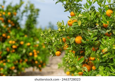 Orange garden with ripe oranges on tree branches. Beautiful orange trees in an orchard. Fruit trees laden with ripe fruits. Juicy citrus fruits ripening in the sun - Powered by Shutterstock