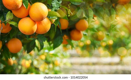 Orange Garden, Summer Background