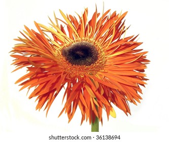 orange gerber