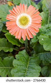 orange gerbera