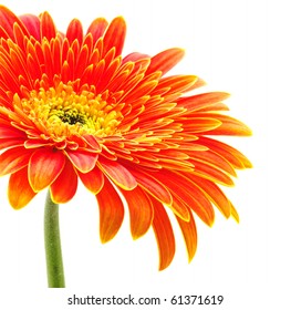 Orange Gerbera