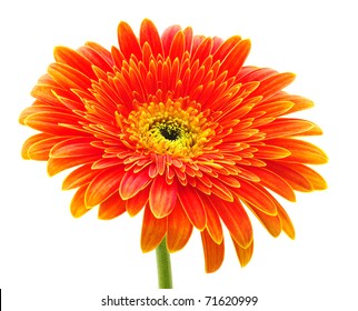 Orange Gerbera