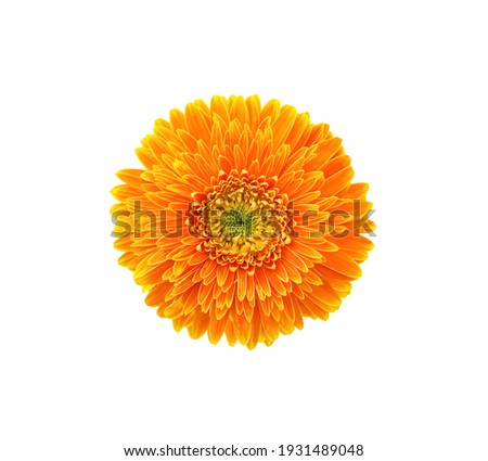 Orange gerbera flower or barberton daisy  blooming top view isolated on white background , clipping path