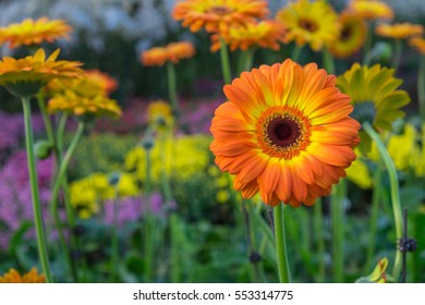 Orange Gerbera flower on blur background, in the gardent. - Powered by Shutterstock