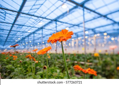 Orange Gerbera flower on a blurred background greenhouses. Production and cultivation of flowers.Gerbera Plantation. Transvaal Daisy. - Shutterstock ID 577263721