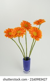 Orange Gerbera Flowers In Blue Vase Isolated On White Background.