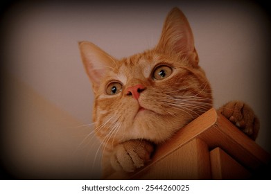 orange ginger cat close up - Powered by Shutterstock