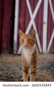 Orange or ginger cat in front of a rustic dilapidated red barn at a local ranch park, dry grass, no people, white pattern painted on the barn door