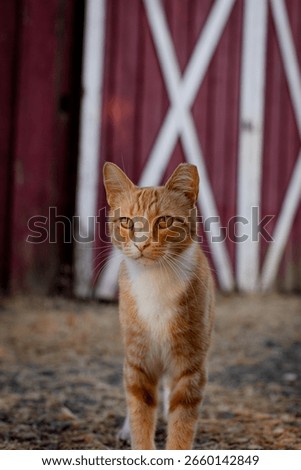 Orange or ginger cat in front of a rustic dilapidated red barn at a local ranch park, dry grass, no people, white pattern painted on the barn door