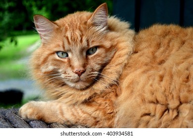 Orange Ginger Colored Cat Striped Part Stock Photo Shutterstock