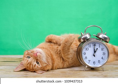 Orange Ginger Tabby Cat Laying On A Wood Table Upside Down Paws In The Air, Green Background Next To An Old Fashioned Alarm Clock Set To 1 O'clock AM. Daylight Savings. Spring Forward. Fall Back.