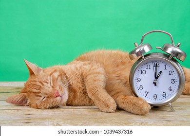 Orange Ginger Tabby Cat Sleeping On A Wood Table, Green Background Next To An Old Fashioned Alarm Clock Set To 1 O'clock AM. Daylight Savings. Spring Forward. Fall Back.