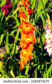 Orange Gladiolus In The Field, Nature