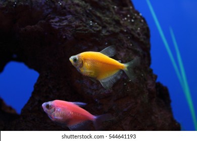 Orange Glofish