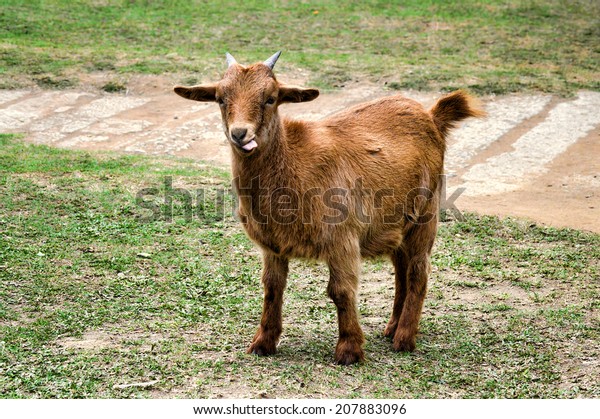 goat barely orange