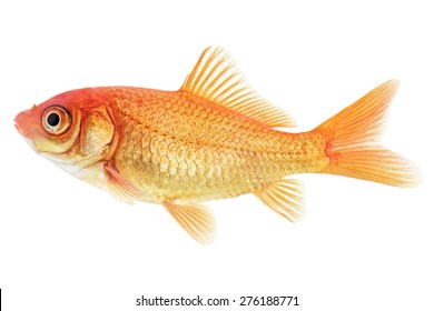Orange Gold Fish Isolated on White Background 