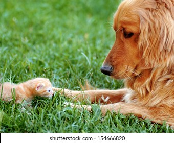 Orange Golden Retriever Dog And Baby Cat Outdoor On Green Grass