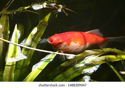 Orange Goldfish Gasping For Air In A Pond
