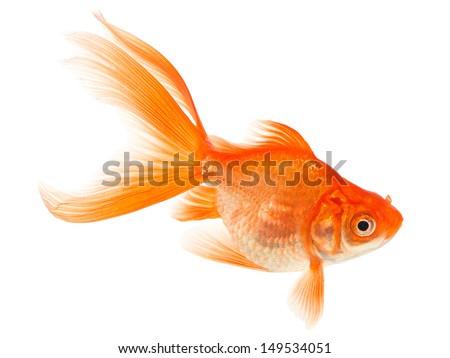 Orange Goldfish Isolated on White Background