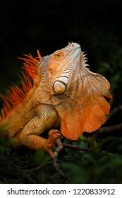 Orange green Iguana male portrait fom Costa Rica - Shutterstock ID 1220833912