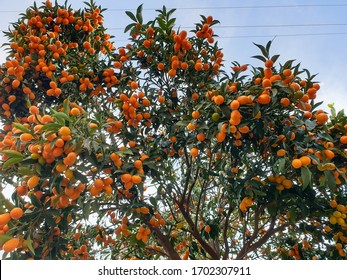 Kumquat Tree High Res Stock Images Shutterstock