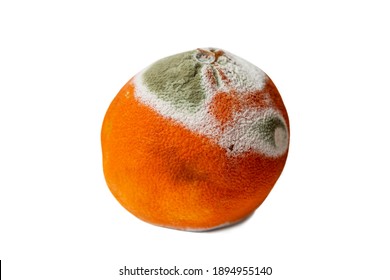 Orange Green Mold Isolated On White Stock Photo 1894955140 | Shutterstock