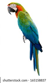 Orange green parrot macaw isolated on white background