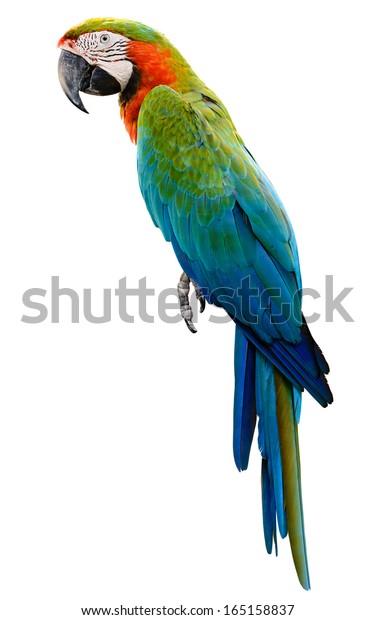 Muskuløs beskæftigelse Charlotte Bronte Orange grøn papegøje ara isoleret på Stock-foto (rediger nu) 165158837