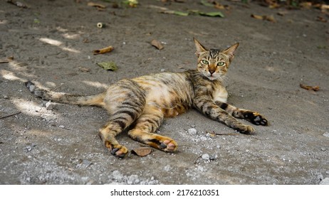 Orange Grey Cat Laying Down On Grey Sand With Little Gravel