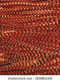 Orange Grizzly Hackle Feathers Up Close