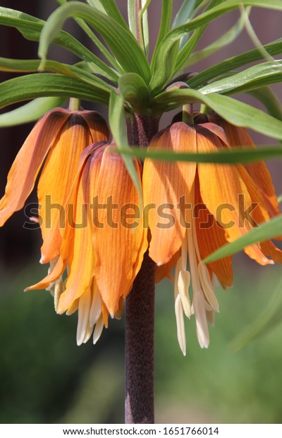 自然のオレンジのグルーズ グローズフラワーの接写 美しい花 オレンジの花 庭 の写真素材 今すぐ編集