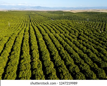 Orange grove rows point to the southern Sierra Nevada foothills. Richgrove, California, USA - Powered by Shutterstock