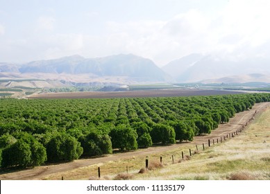 Orange groves among the foothills, Sierra Nevada Range, California
