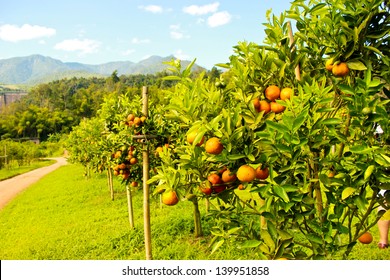 Orange groves and mountain backdrop. Orange orchard , Orange tree 
