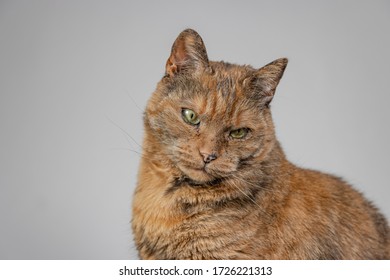 An orange grumpy cat with a blurred background
