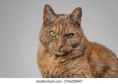 An orange grumpy cat looking at the camera with  a white background