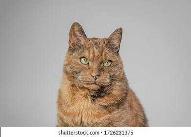 An Orange Grumpy Cat With A White Background