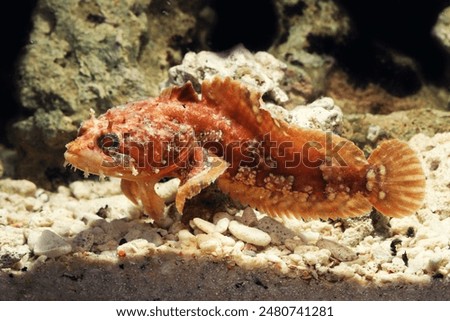 Orange Gulf toadfish (Opsanus beta) 