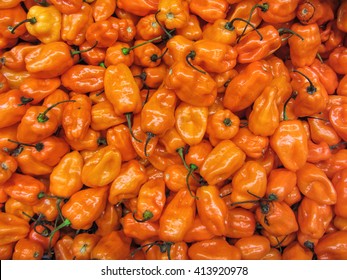 18,028 Habanero Images, Stock Photos & Vectors | Shutterstock