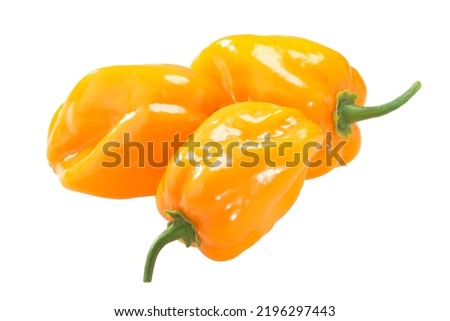 Orange Habanero peppers isolated. Capsicum chinense fruits