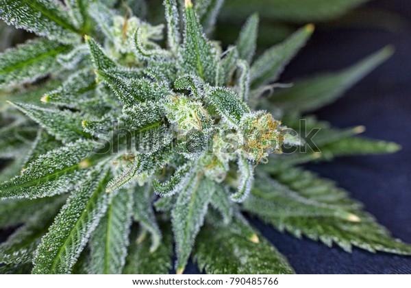Orange Hairs Trichomes On Untrimmed Medical Stock Image Download Now