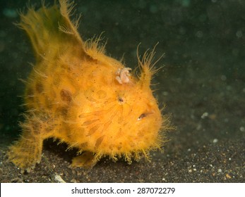 Orange Hairy Frog Fish In Lembeh