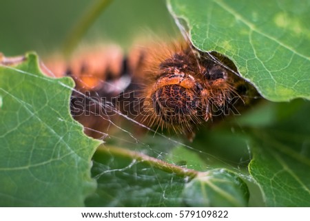 Similar – Begegnung Natur Frühling