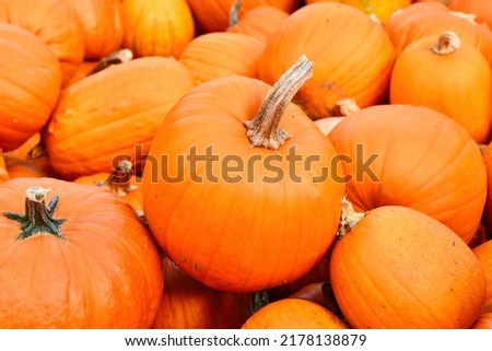 Orange Halloween pumpkin with long stemp between pile
