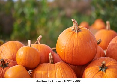 Orange halloween pumpkins on stack of hay or straw in sunny day, fall display - Powered by Shutterstock